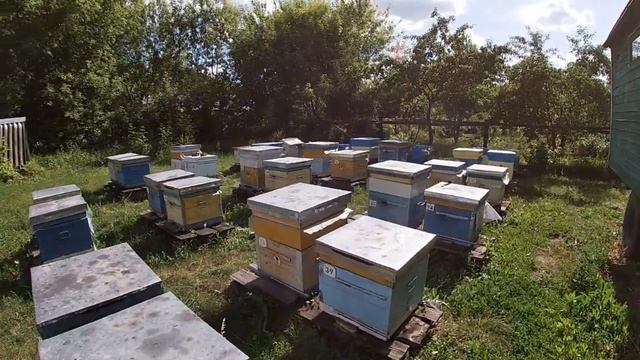 26 июня - Пасека, отводки, матки. смотреть онлайн
