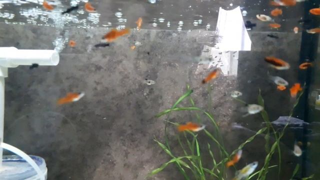 Убрал помпу, поставил аэрлифт#аквариум #рыбки #мальки #живородка #гуппи # смотреть онлайн