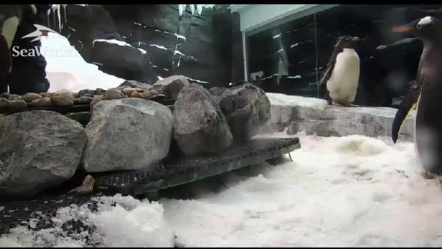 Пингвины. Зачем пингвинам камни. Уникальное видео смотреть онлайн