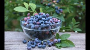 Ирга.Посадка и уход.Удивительный и неприхотливый кустарник.