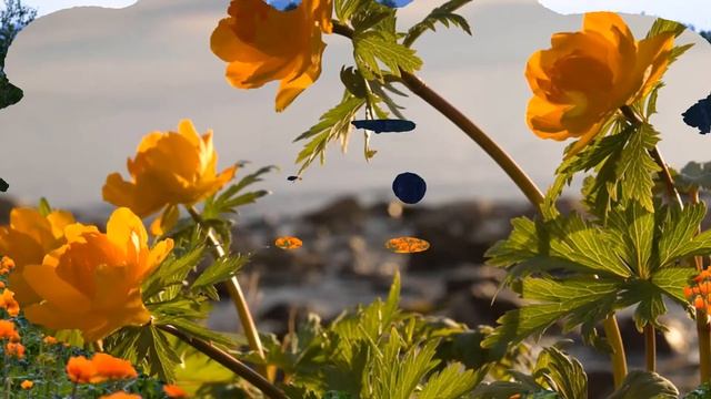 Жарки Купальницы Золотое ретро Танго Серебряная гитара Монтаж Екатерина Демидова смотреть онлайн