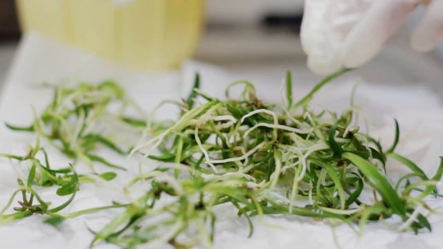 Как размыть фласку с орхидеями? Весь процесс от А до Я. Сеянцы каттлеи смотреть онлайн