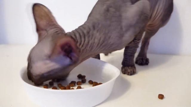 Лысая кошка Сфинкс Чем кормить Каши,сухой и мокрый корм смотреть онлайн