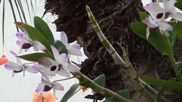 Jardim com Orquídeas смотреть онлайн