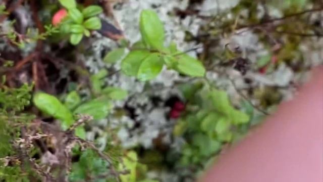 ВЛОГ 304! От РАССВЕТА до ЗАКАТА с нами! смотреть онлайн