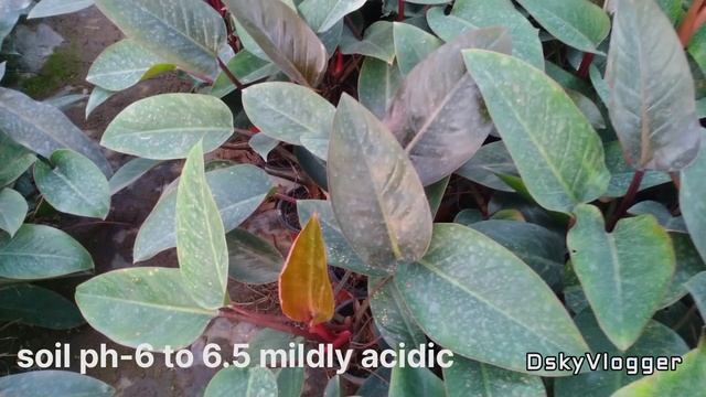 Philodendron Erubescens Imperial Red guide @dimorianskyvlogger смотреть онлайн