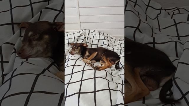 Бэн'у не дают поспать!Ben Is Not Allowed To Sleep.Бену снятся кошмары.Тойтерьер Волкодав Волкособ.