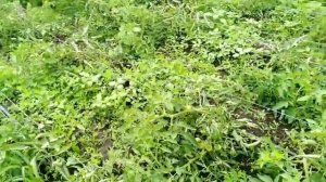 Ридомил Голд. Обработка томатов против грибковых заболеваний