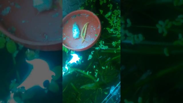 кладка голубой ампулярии