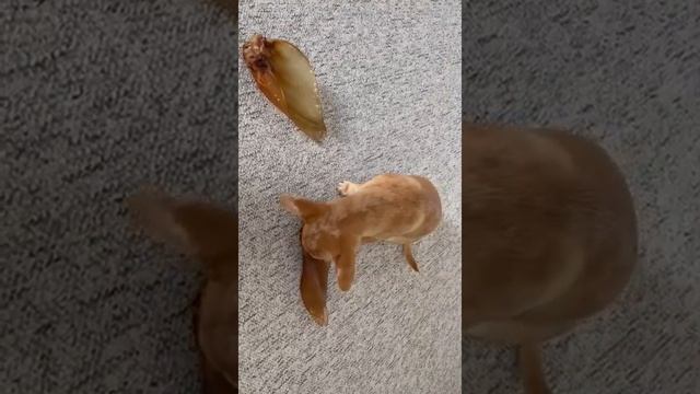 Карина Мерле рыжий мрамор чихуахуа привет из Германии выпускник питомника Кастропуло Крым смотреть онлайн