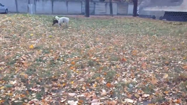 American Bully. My name is Hector. This is my life) смотреть онлайн