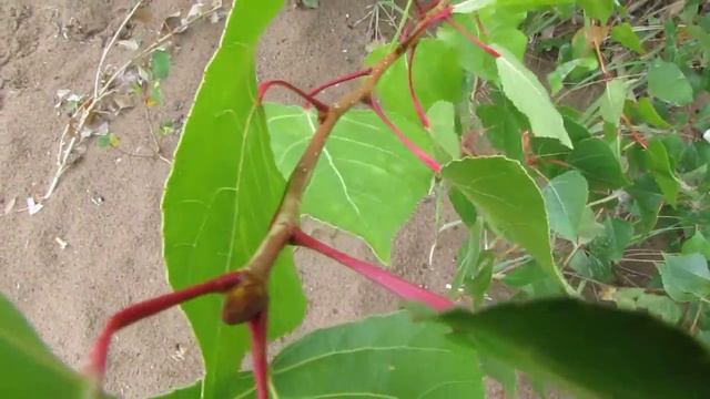 трепет осиновых листьев смотреть онлайн