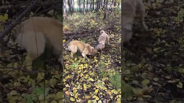 Барсук смотреть онлайн