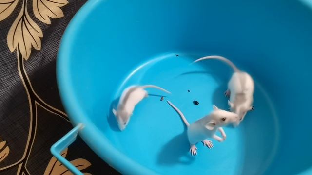 КРЫСКИ ВЫПРЫГИВАЮТ ИЗ ТАЗИКА :) смотреть онлайн