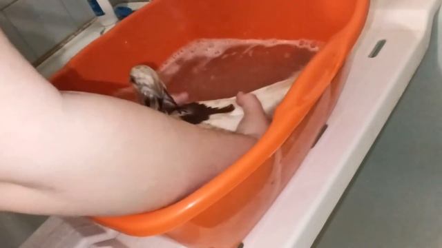 Мыть или не мыть? Вот в чем вопрос! смотреть онлайн