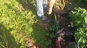 Как вырастить картошку в ящике?