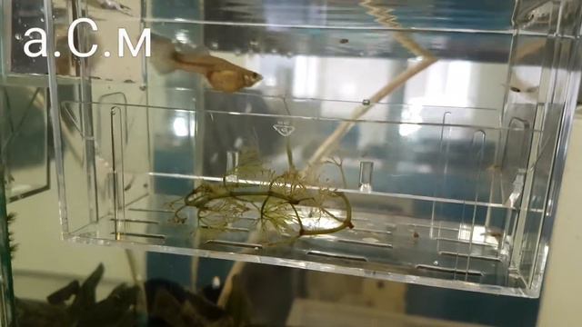 РОДИЛКА ЗА ДЕКОРАТИВНИ РИБИ а.С.м смотреть онлайн