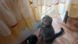 Выращиваю овес для кота