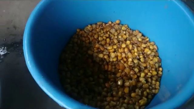Как приготовить ферментированную кукурузу для ловли сазана смотреть онлайн