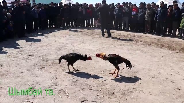 Шымбай. Наурыз салтанатлары. Shimbay. Nawriz saltanatlari смотреть онлайн