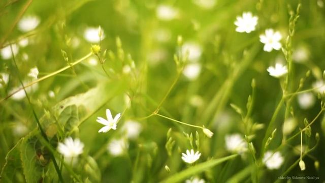 Релакс видео relax video полевые цветы смотреть онлайн