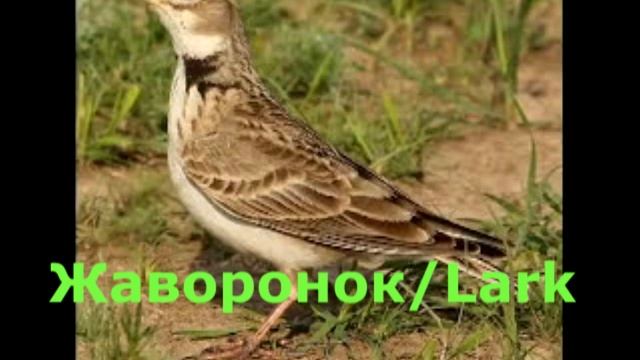 Степной жаворонок Джурбай/steppe bird #5 смотреть онлайн