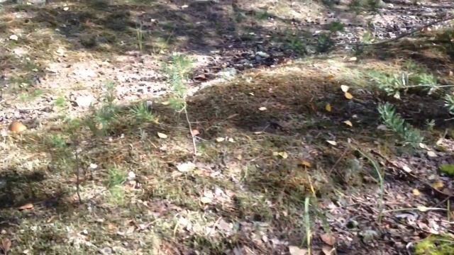 Грибочки в Нижегородской обл. 24.09.2016 смотреть онлайн