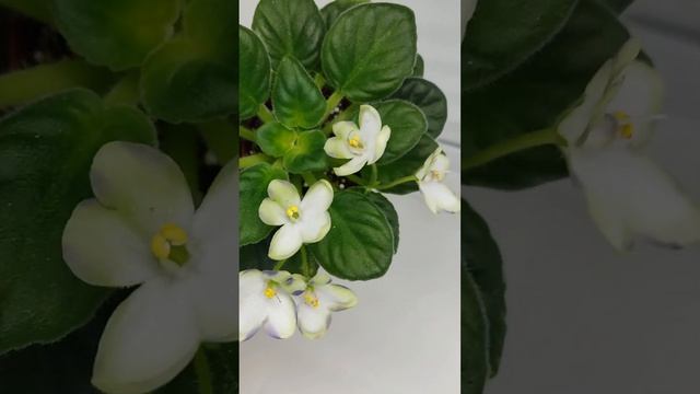 Фиалка Марина Цветаева (химера) смотреть онлайн