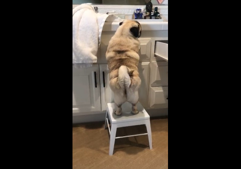 Мопс и стул смотреть онлайн