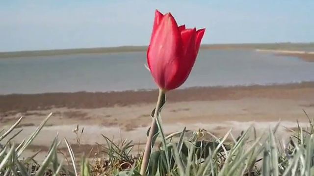 Озеро Маныч,Калмыкия, Приютное,Приютненский район. смотреть онлайн