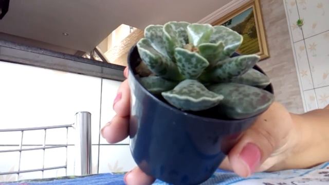 #falando Sobre A Suculenta(Adromischus Cooperi)?