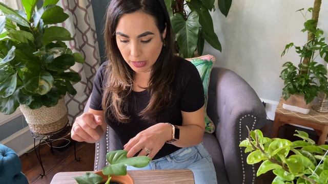 Houseplant Tour in a surprising nursery / 4FT Red Emerald Philodendron and Hoya KRINKLE 8! смотреть онлайн