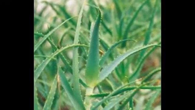 Алоэ, алое, столетник - Greendom.net смотреть онлайн