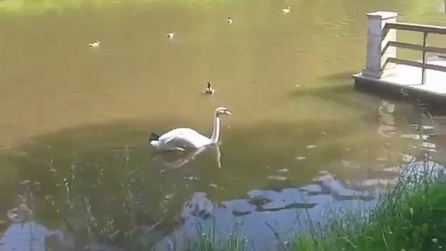 ☆Гуси-лебеди☆в мире пернатых смотреть онлайн