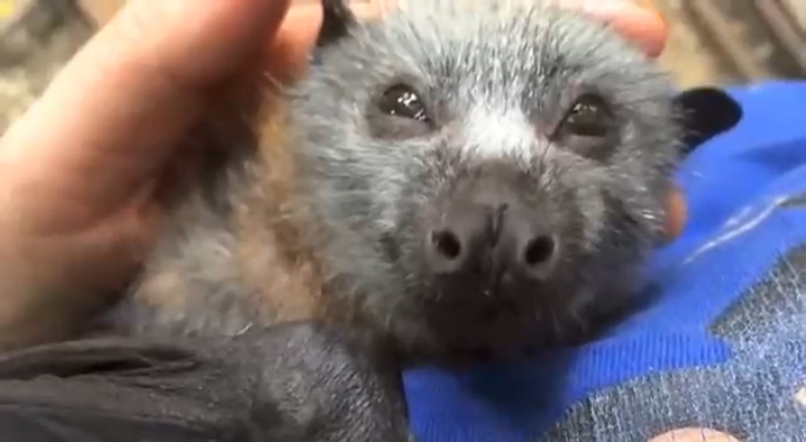 Ласки с летучей мышью смотреть онлайн