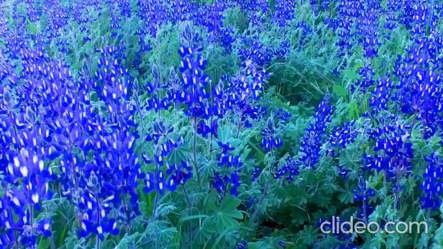 #ЧайковскийВальсЦветов# П.И. Чайковский " Вальс цветов" смотреть онлайн