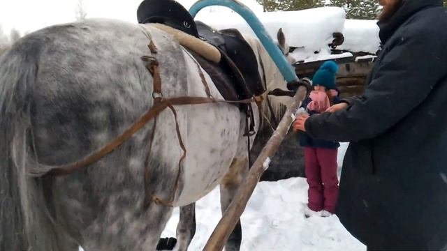 Поселение Родовых поместий Кедры Синегорья - запрягаем коня смотреть онлайн