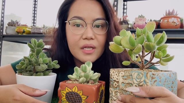WHEN BEARS ATTACK!! COTYLEDON TOMENTOSA! #succulents смотреть онлайн
