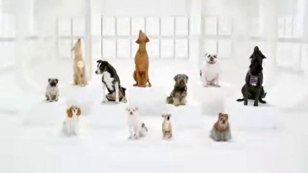 собаки поют песню