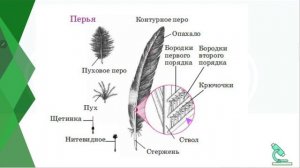 Биология 7 класс. Класс Птицы.