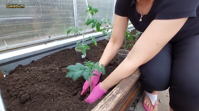 Высадка рассады помидор в теплицу. Выращивание томатов в теплице. @galabum смотреть онлайн