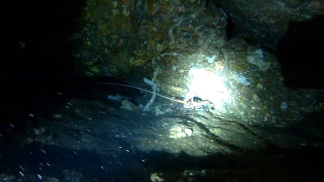 креветки и лангуст смотреть онлайн