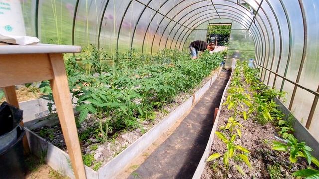 как УХАЖИВАТЬ за ТОМАТАМИ | ОБРЕЗАЛ И ПОДВЯЗАЛ помидоры | ФИТОСПОРИН в ТЕПЛИЦЕ смотреть онлайн