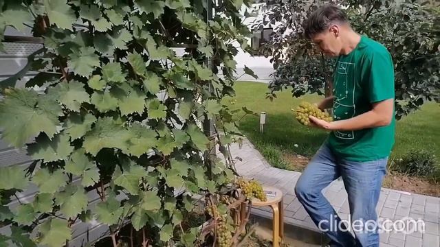 Московский Устойчивый смотреть онлайн