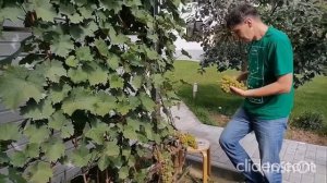 Московский Устойчивый