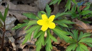 Первоцветы разбудили сказкой разноцветной...