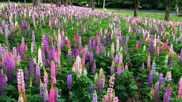 Japanese forest park filled with spring flowers | Shinrin Koen park ｜森林公園　🍃🍃🥀🥀 смотреть онлайн