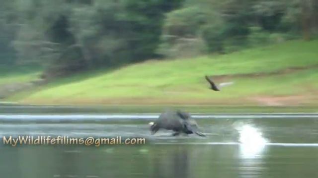 Beauty Of Periyar Lake - Periyar Tiger Reserve смотреть онлайн