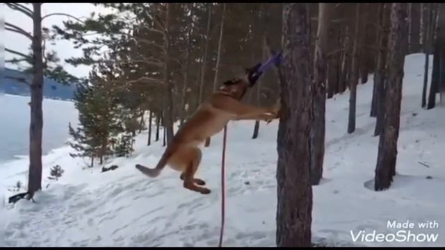 Смешные животные видео приколы2021 /Приколы с животными до слез смотреть онлайн