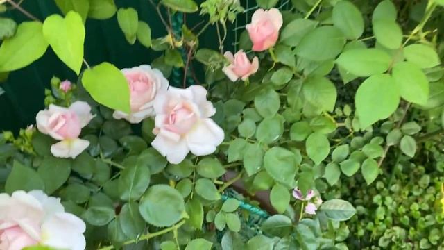 Сейнт Свизан, Чиппендейл, Оливия, Вилдив, Кэндлайт, розы в начале цветения 30 мая 22г смотреть онлайн